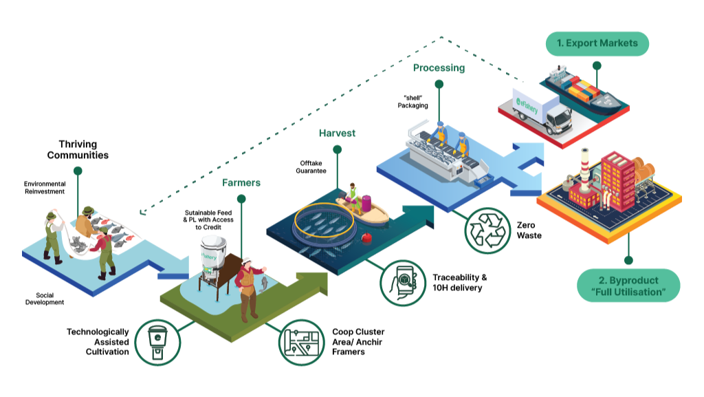 How our Tilapia fish is processed and deliver to you